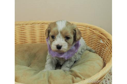 成約済の埼玉県のミックス犬-161206の2枚目